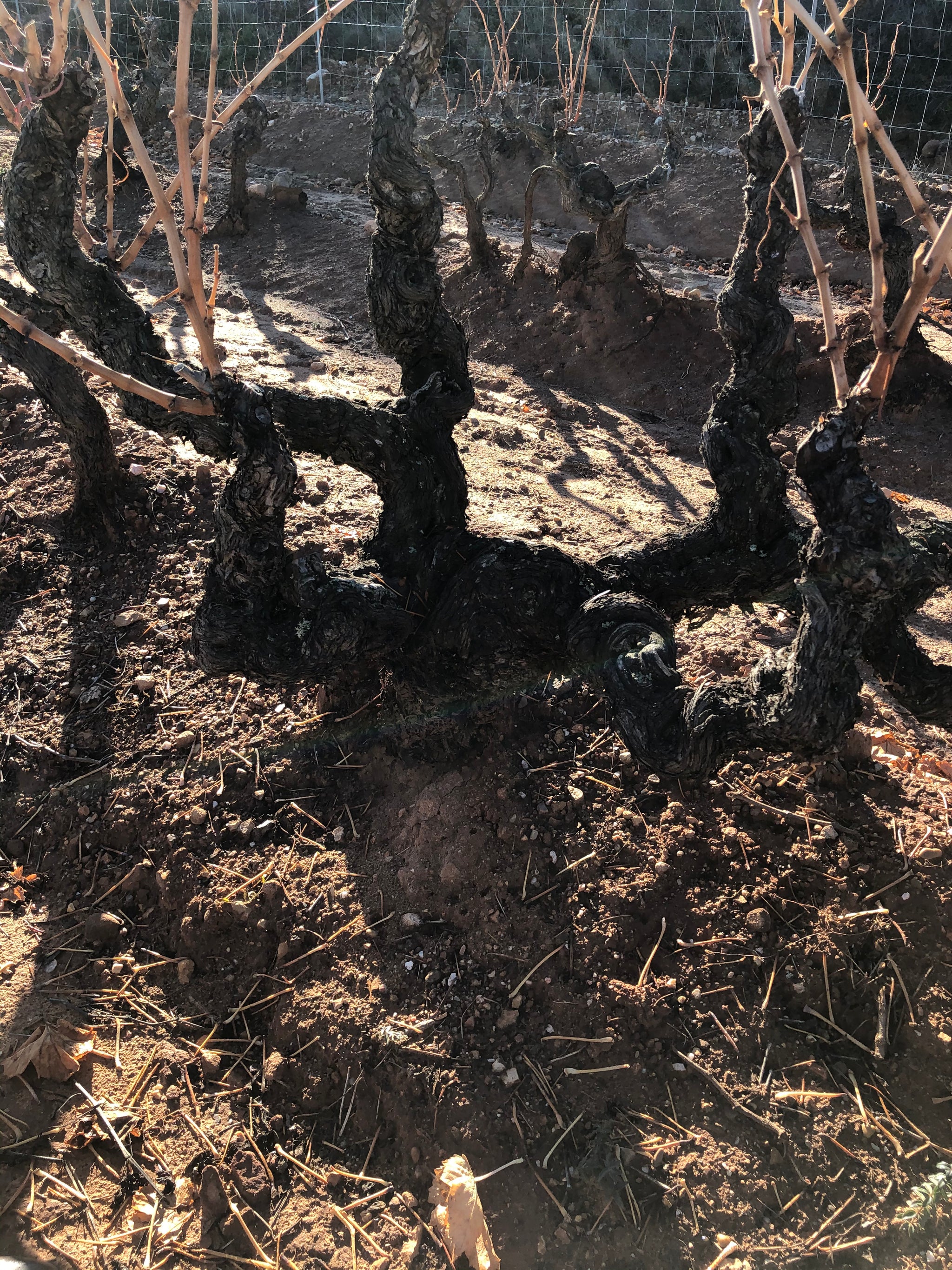 Arizcuren Rioja Barranco del Prado 2018